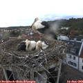 21_15-nest.jpg