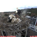 21_20-nest.jpg