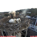 05_20-nest.jpg