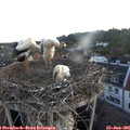05_25-nest.jpg