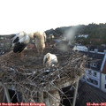 05_30-nest.jpg