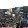 05_35-nest.jpg