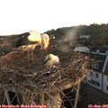 05_40-nest.jpg