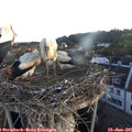 05_45-nest.jpg