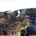 05_50-nest.jpg