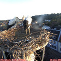 05_55-nest.jpg