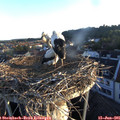 06_00-nest.jpg