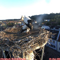 06_05-nest.jpg