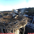 06_10-nest.jpg