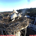 06_15-nest.jpg