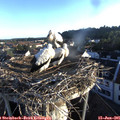 06_20-nest.jpg
