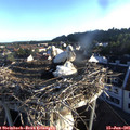 06_25-nest.jpg