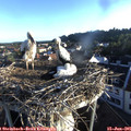 06_30-nest.jpg