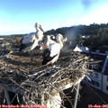 06_35-nest.jpg