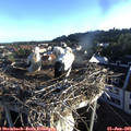 06_40-nest.jpg