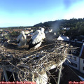 06_45-nest.jpg