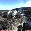 06_50-nest.jpg