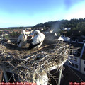 06_55-nest.jpg