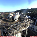 07_00-nest.jpg