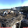 07_05-nest.jpg
