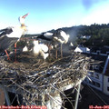 07_10-nest.jpg