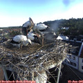 07_15-nest.jpg