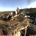 07_20-nest.jpg