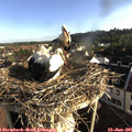 07_25-nest.jpg