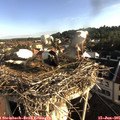 07_30-nest.jpg