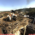 07_35-nest.jpg