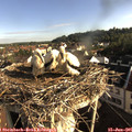 07_45-nest.jpg