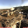 07_50-nest.jpg