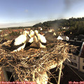 08_00-nest.jpg