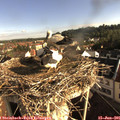 08_05-nest.jpg