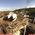 08_10-nest.jpg
