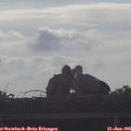 08_20-mast.jpg
