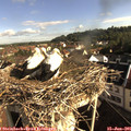 08_20-nest.jpg
