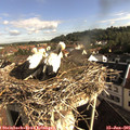 08_25-nest.jpg