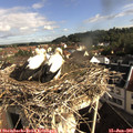 08_30-nest.jpg