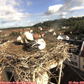 08_35-nest.jpg