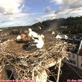 08_40-nest.jpg