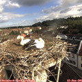 08_45-nest.jpg