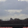 08_50-mast.jpg