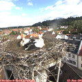 08_50-nest.jpg
