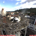 09_00-nest.jpg