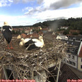 09_05-nest.jpg
