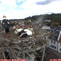 09_10-nest.jpg