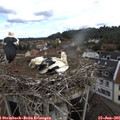 09_15-nest.jpg
