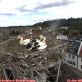 09_20-nest.jpg