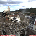 09_25-nest.jpg